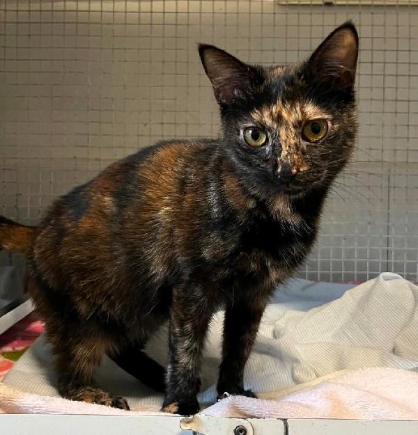 Olimpia Gattina Tartaruga